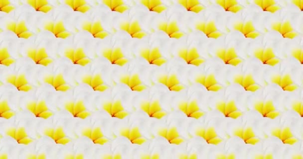 Κινούμενα σχέδια ελάχιστη τέχνη. Λουλούδια ανθισμένα μοτίβο φόντο — Αρχείο Βίντεο