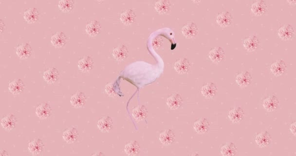 Animatie design kunst. Bloemen en flamingo achtergrond — Stockvideo