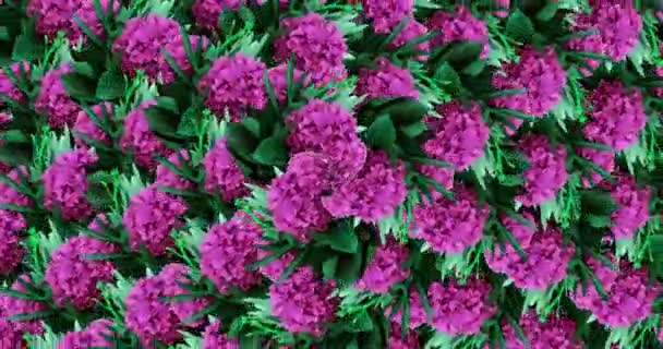 Motion design art. Fashion purple bloom flowers background — Stock Video