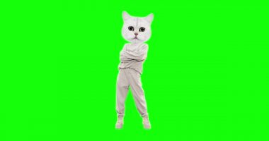 Krom anahtar arka planında farklı duyguları olan komik kedi hareketini durdur. Sıradan bir ruh hali. Reklam ve sunumlar için ideal.