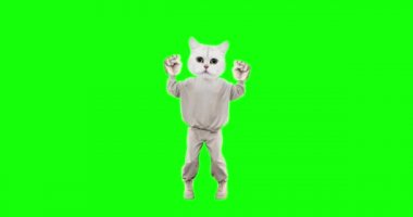 Krom anahtar arka planında farklı duyguları olan komik kedi hareketini durdur. Başarı. Reklam ve sunumlar için ideal.