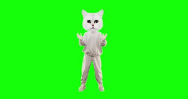 Krom anahtar arka planında farklı duyguları olan komik kedi hareketini durdur. Reklam ve sunumlar için ideal. Alkış talebi