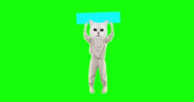 Krom anahtar arka planında farklı duyguları olan komik kedi hareketini durdur. Reklamcılık ve sunumlar için ideal bir pankart