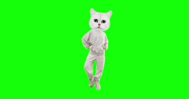 クロマキーの背景に異なる感情を持つ動き面白い文字猫を停止します。キティパワー。広告やプレゼンテーションに最適 — ストック動画