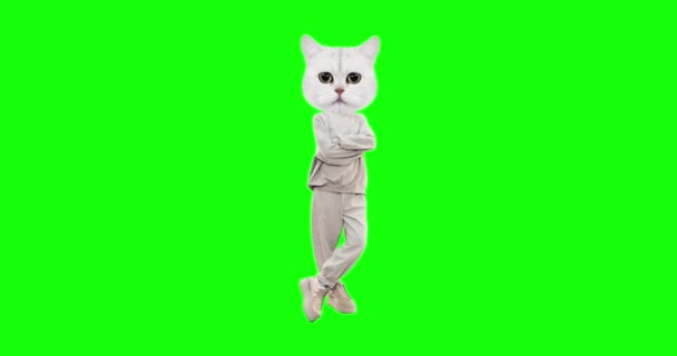 Stop motion fcharacter Gato com emoções diferentes no fundo da tecla chroma. Humor neutro casual. Ideal para publicidade e apresentações — Vídeo de Stock