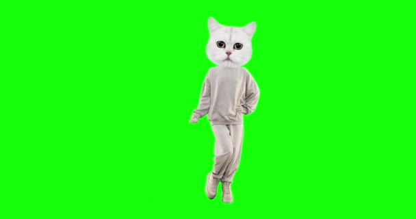 Zastavte pohyb legrační charakter Cat s různými emocemi na pozadí chroma klíč. Fitness Kitty. Ideální pro reklamu a prezentace — Stock video