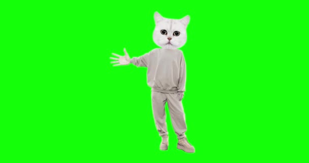 Stop animazione movimento personaggio divertente Gatto con diverse emozioni su sfondo chiave croma. Ideale per pubblicità e presentazioni — Video Stock