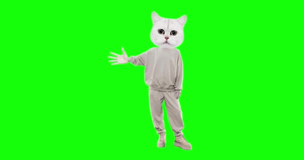 Parar animação movimento personagem engraçado Gato com emoções diferentes no fundo da chave chroma. Ideal para publicidade e apresentações — Vídeo de Stock