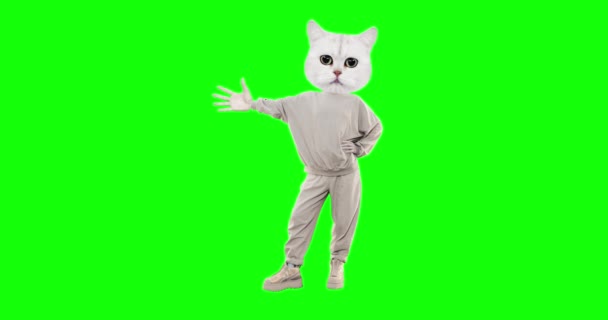 クロマキーの背景に異なる感情を持つ動き面白い文字猫を停止します。フィットネス・キティ。広告やプレゼンテーションに最適 — ストック動画