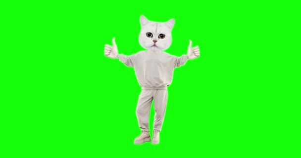 Stop motion funny character Cat with different emotions on chroma key background. Thumbs up. Ideal for advertising and presentations — Stock Video