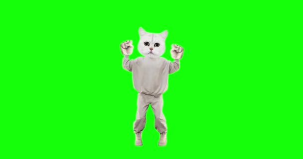 Parar movimento personagem engraçado Gato com emoções diferentes no fundo da chave chroma. Sucesso. Ideal para publicidade e apresentações — Vídeo de Stock