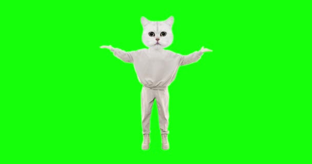 Stop motion personaggio divertente Gatto con diverse emozioni su sfondo chiave cromatica. Ideale per pubblicità e presentazioni — Video Stock