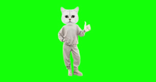 Stop motion karakter Kat met verschillende emoties op chroma key achtergrond. Duimen omhoog. Ideaal voor reclame en presentaties — Stockvideo