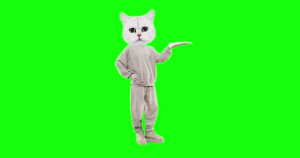 Stop motion funny Cat with different emotions on chroma key background. Holding hand show. Ideal for advertising and presentations — Stock Video