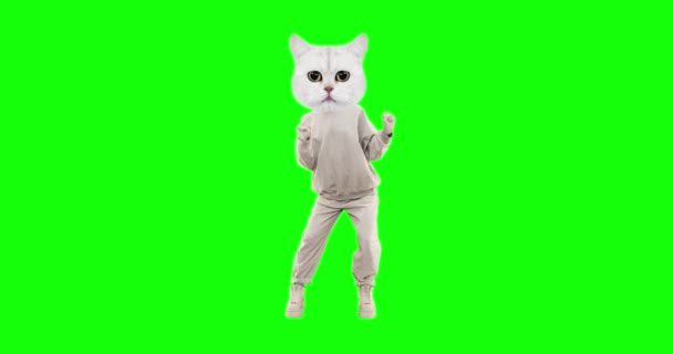 Stop beweging grappig karakter Kat met verschillende emoties op chroma zeer belangrijke achtergrond. Kitty danskracht. Ideaal voor reclame en presentaties — Stockvideo