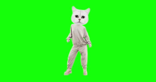 Stop motion funny character Cat with different emotions on chroma key  background. Dancing motion. Ideal for advertising and presentations — Stock  Video © Porechenskaya #392938418