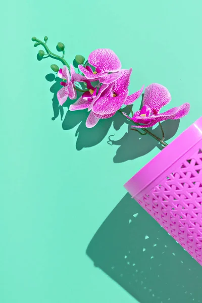 Orchid Flowers Aestchetic Minimal Still Life Design Trend Aqua Menthe — Stock Photo, Image