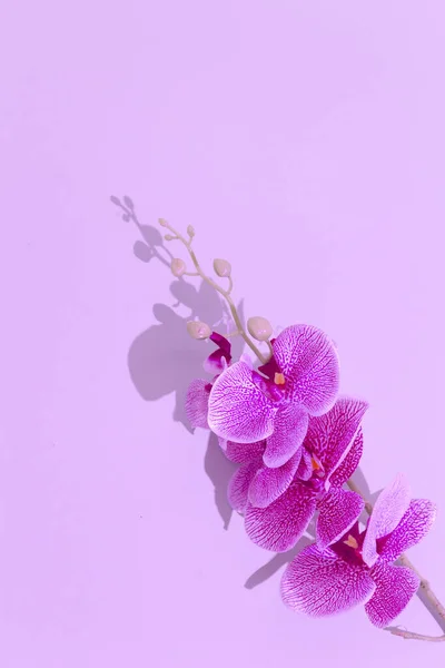 Plastik Orchidea Kwiaty Tapety Minimalny Projekt Martwa Natura Koncepcja Fioletowa — Zdjęcie stockowe