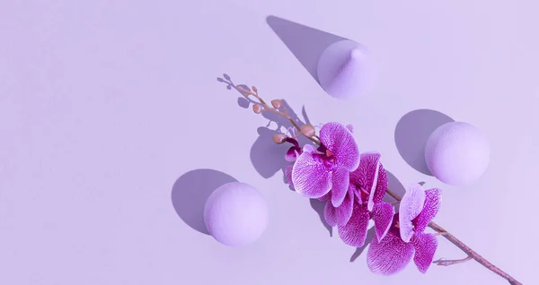 Geometría Abstracta Flores Fondo Mínimo Pastel Púrpura Colores Moda Concepto —  Fotos de Stock