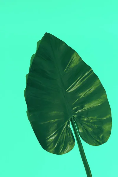 Minimal aesthetic still life design.  Palm leaf. Eco bio concept