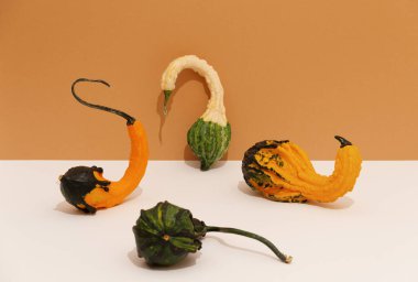 Dekorasyon balkabağı. Sonbahar asgari konsepti. natürmort