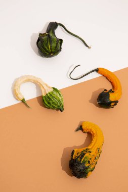 Dekorasyon balkabağı seti. Sonbahar asgari konsepti. Gölgelerle bezenmiş.