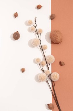 Sonbahar bitkisi çiçekleri. Düşme konsepti. Durgun yaşam bej rengi eğilimi