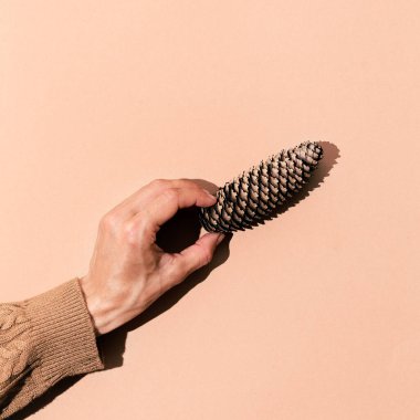 Elleriniz bej arka planda ladin konisi tutsun. Üst Manzara. Sonbahar minimalist konsepti, Sonbahar kompozisyonu. Sonbahar estetik havası