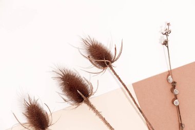 Sonbahar brunch dekoru kışın en düşük arkaplanıdır. Renkli pastel bej kahverengi tonlar. Şık sonbahar havası.