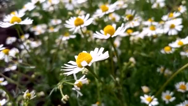 ビデオだ カモミール カモミール の花は穏やかな風を吹いています カモミールの上で 蜜を食べて 蜂蜜を収集気にしないでください ウクライナでの生活は戦争にもかかわらず続きます 背景に鳥が鳴く — ストック動画