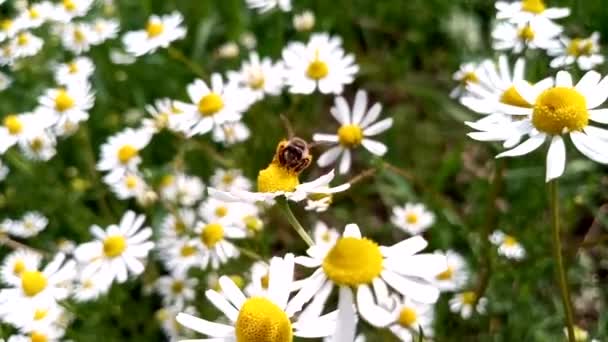 Videon Ett Samlar Nektar Och Honung Kamomill Kamomill Blommor Ett — Stockvideo