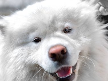 mutlu köpek portre.