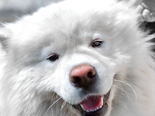 mutlu köpek portre.