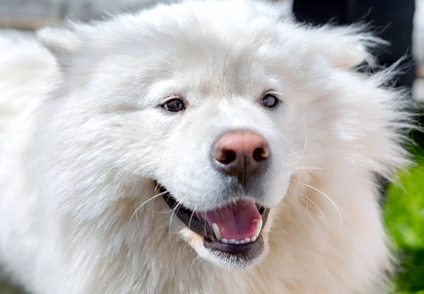 mutlu köpek portre.