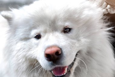 mutlu köpek portre.