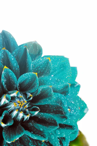Сюрреалистическая темно-хромированная голубая цветочная дахлия с каплями воды, макрос. место для текста — стоковое фото