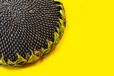 Ayçiçeği ile sarı bir arka plan üzerine kapatın. Olgun ayçiçeği çekirdeği. metin için yer