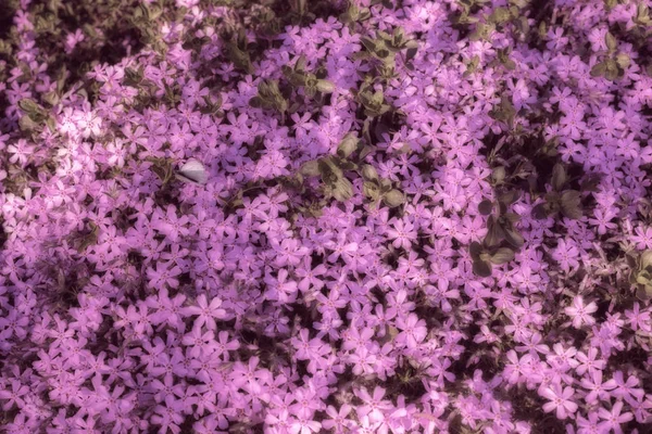Fiori rosa primo piano con foglie verdi nel parco all'aperto. Bellissimo fiore primaverile sotto la luce del sole in giardino e sfondo naturale in primavera o in estate. Concetto natura . — Foto Stock