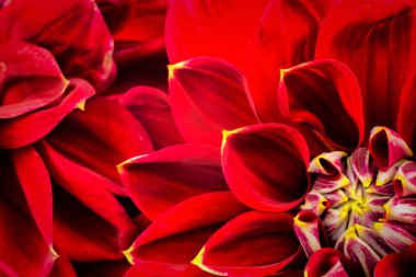 ışık kırmızı dahlias, makro. metin için yer