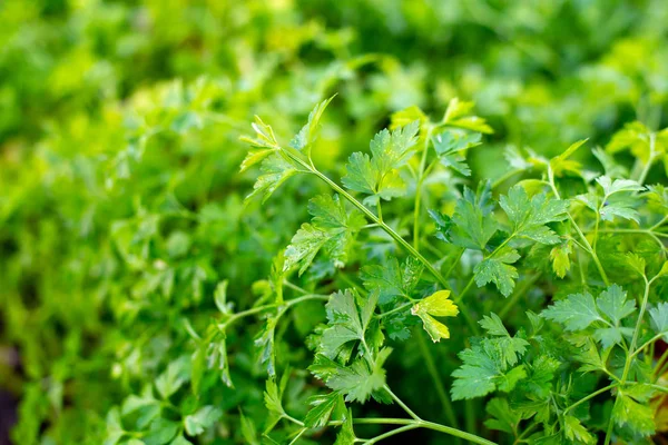 Fresh Green Parsley Growing Garden Parsley Macro Parsley Bed Natural — Stock Photo, Image