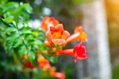 Yeşil çalılar güzel kırmızı çiçek. arka plan