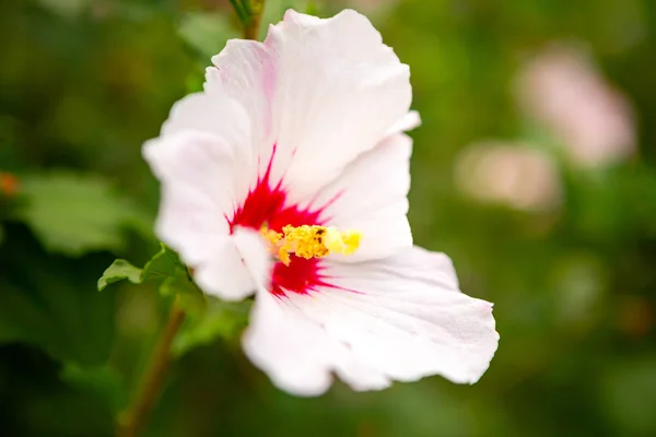 Beautiful White Mallow Flower Green Bushes Background — Stock Photo, Image