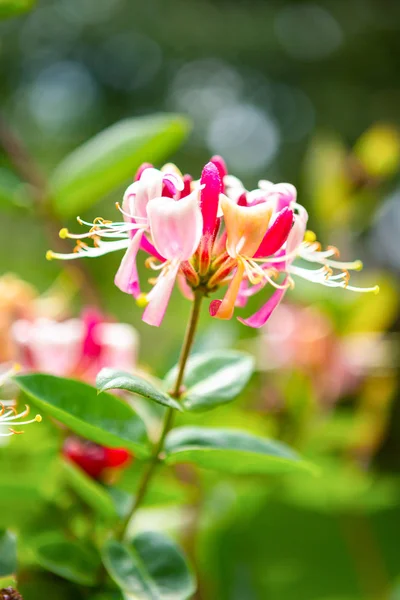 beautiful white and red flower on the Green bushes.. background