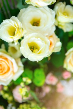 . bir buket güzel bir hediye için. tebrik kartı... Gül çiçek ve yaprakları arka plan