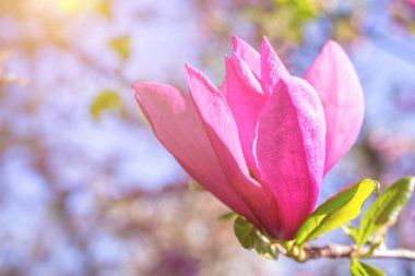 Manolya çiçek ağaç dalı. Yumuşak, pembe ve beyaz, bahar arka plan.