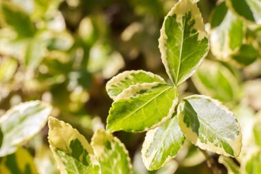 Genç sürgünler bahar yaprakların. makro. arka ışık bahar arka plan. metin için yer