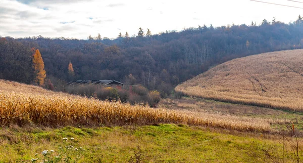 Mooie Mistige Herfst Landschap Weg Naar Het Dorp Buurt Van — Stockfoto