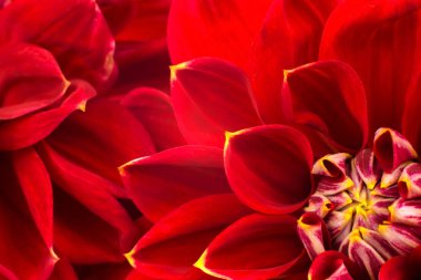 ışık kırmızı dahlias, makro. metin için yer