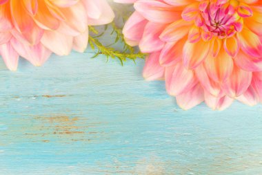 hafif pembe dahlias, makro. metin için yer