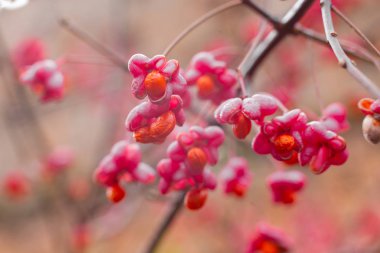 Deciduous shrub, pink flowers with orange seeds of euonymus europaeus or spindle. Celastraceae clipart